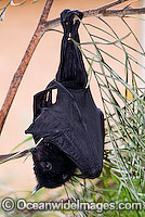 Black Flying-fox Pteropus alecto Photo - Gary Bell