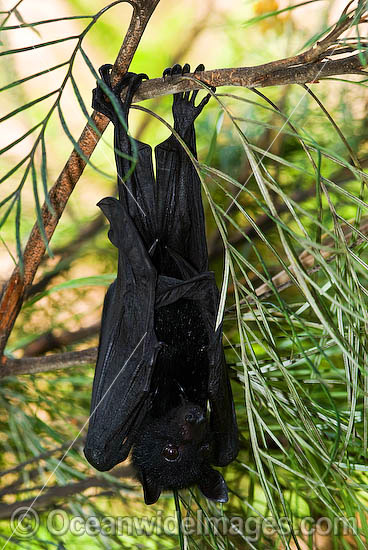 Black Flying-fox Pteropus alecto photo