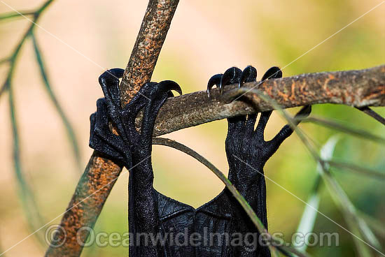 Bat Toes