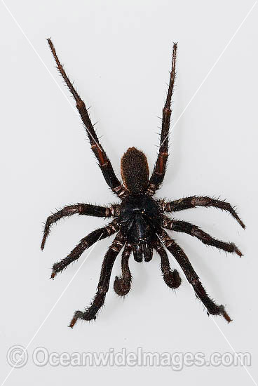 Trapdoor Spider in defence posture photo