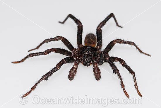 Trapdoor Spider Misgolas sp. photo