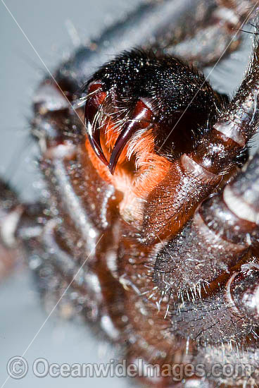 Trapdoor Spider Misgolas sp. photo