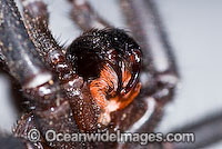 Trapdoor Spider male in strike pose Photo - Gary Bell