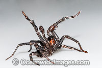 Trapdoor Spider Misgolas sp. Photo - Gary Bell