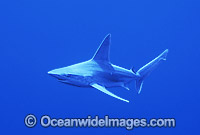 Sandbar Shark Carcharhinus plumbeus Photo - Gary Bell