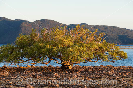 Mangrove trees Hayman Island photo
