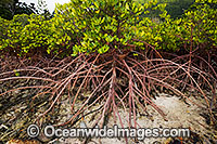 Mangroves Hook Island Whitsunday Islands Photo - Gary Bell