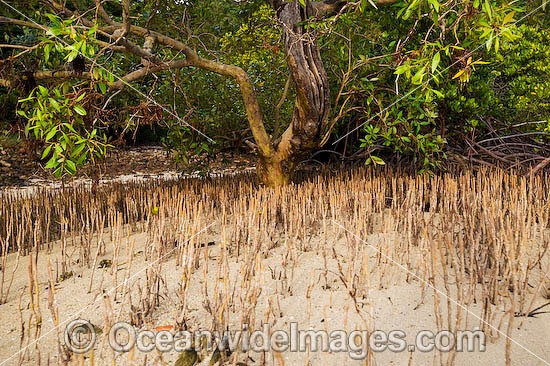 Mangroves Hook Island photo