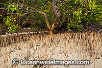 Mangroves Hook Island Photo - Gary Bell