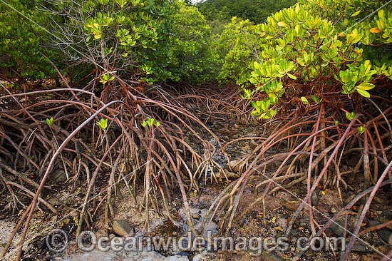 MangroveS Whitsunday Islands photo