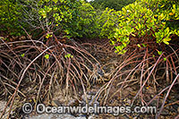 MangroveS Whitsunday Islands Photo - Gary Bell