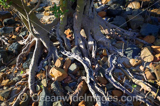 Mangrove tree roots Hayman Island photo