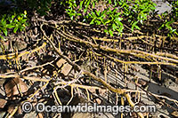 Mangrove tree roots Hayman Island Photo - Gary Bell