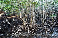 Grey Mangroves Hayman Island Photo - Gary Bell