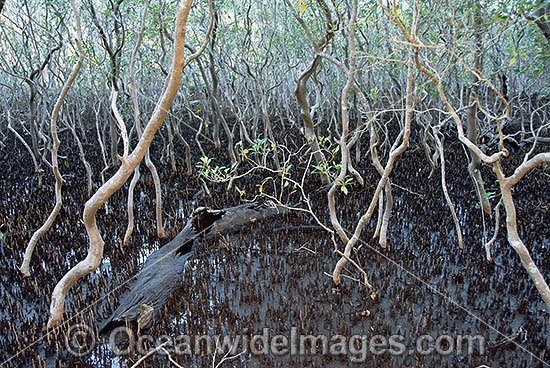 Grey Mangrove Avicennia marina photo
