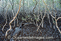 Grey Mangrove Avicennia marina Photo - Gary Bell