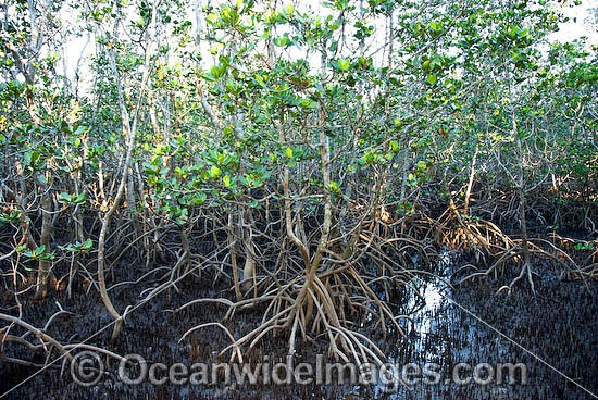 Grey Mangrove Hayman Island photo