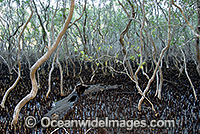 Grey Mangrove Hayman Island Photo - Gary Bell