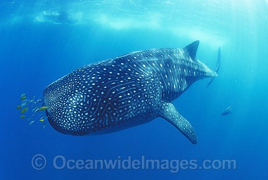 Whale Shark with Pilot Fish around mouth photo