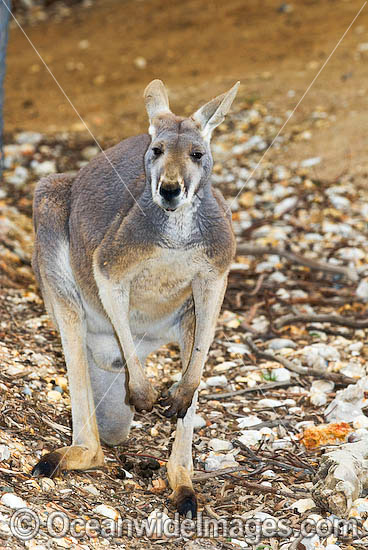 Red Kangaroo Macropus rufus photo