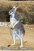 Red Kangaroo Macropus rufus Photo - Gary Bell
