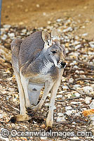 Red Kangaroo Photo - Gary Bell