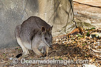 Proserpine Rock-wallaby Petrogale persephone Photo - Gary Bell