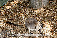 Proserpine Rock-wallaby Photo - Gary Bell