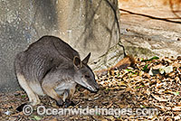 Proserpine Rock-wallaby Petrogale persephone Photo - Gary Bell