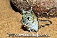 Spinifex Hopping Mouse Notomys alexis Photo - Gary Bell