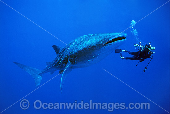 Whale Shark and Scuba Divers photo