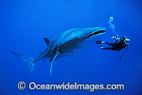 Whale Shark and Scuba Divers Photo - Gary Bell