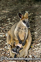 Swamp Wallaby mother and joey Photo - Gary Bell