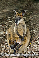 Swamp Wallaby mother and joey Photo - Gary Bell