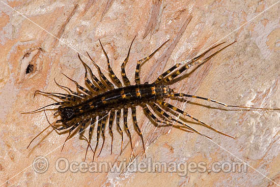 Centipede Scutigeromorpha sp. photo