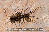 Centipede Scutigeromorpha sp. Photo - Gary Bell