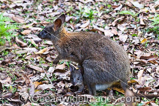 Red-necked Pademelon Thylogale thetis photo