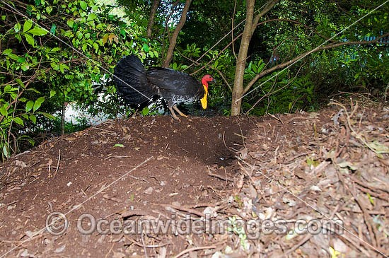 Australian Brush Turkey on nest mound photo
