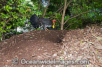 Australian Brush Turkey on nest mound Photo - Gary Bell