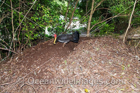 Australian Brush Turkey attending nest mound photo