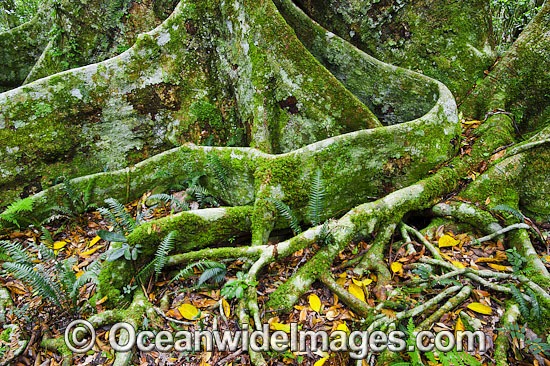 Rainforest buttress tree roots photo