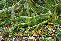 Rainforest buttress tree roots Photo - Gary Bell