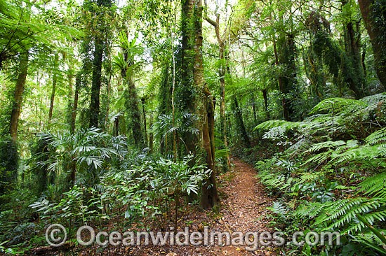 Rainforest Lamington National Park photo