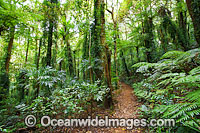 Rainforest Lamington National Park Photo - Gary Bell