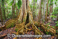 Blue Quandong Tree Elaeocarpus grandis Photo - Gary Bell