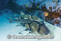 Port Jackson Shark Heterodontus portusjacksoni Photo - Gary Bell