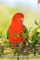 King Parrot Photo - Gary Bell