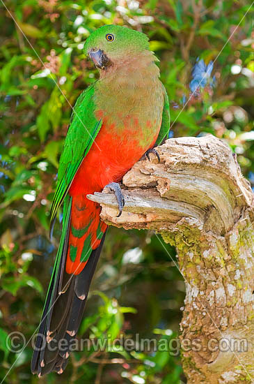 King Parrot photo