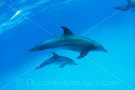 Bottlenose Dolphin pair photo