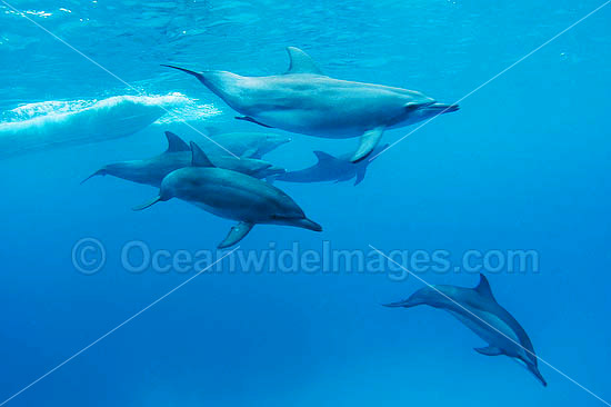 Bottlenose Dolphin and Spinner Dolphin photo